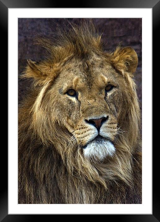 King of the Jungle Framed Mounted Print by Roy Scrivener