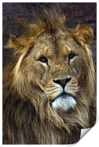 King of the Jungle Print by Roy Scrivener