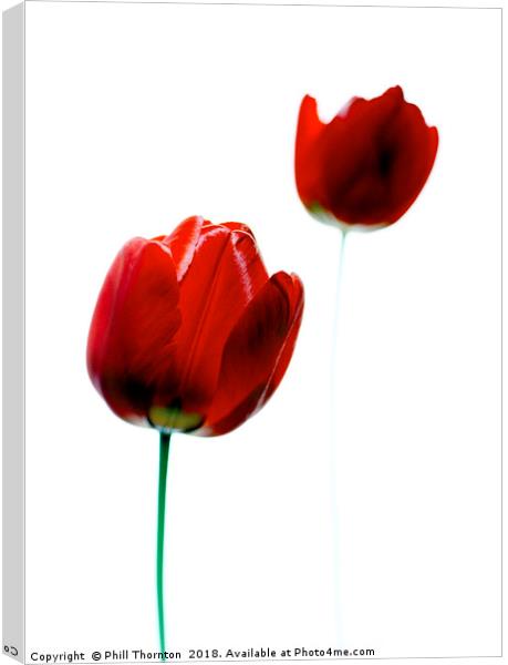 2 Red Tulips Canvas Print by Phill Thornton