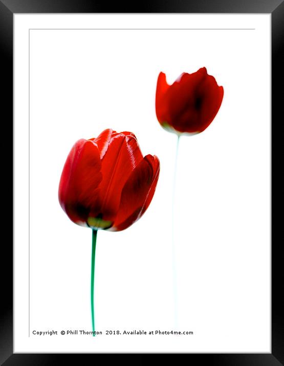 2 Red Tulips Framed Mounted Print by Phill Thornton