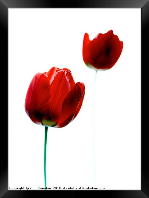 2 Red Tulips Framed Print by Phill Thornton