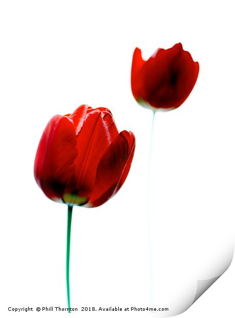 2 Red Tulips Print by Phill Thornton