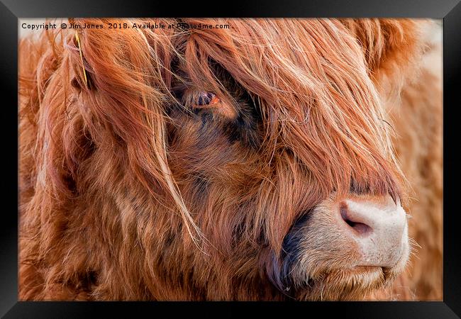 Highland Cow portrait Framed Print by Jim Jones