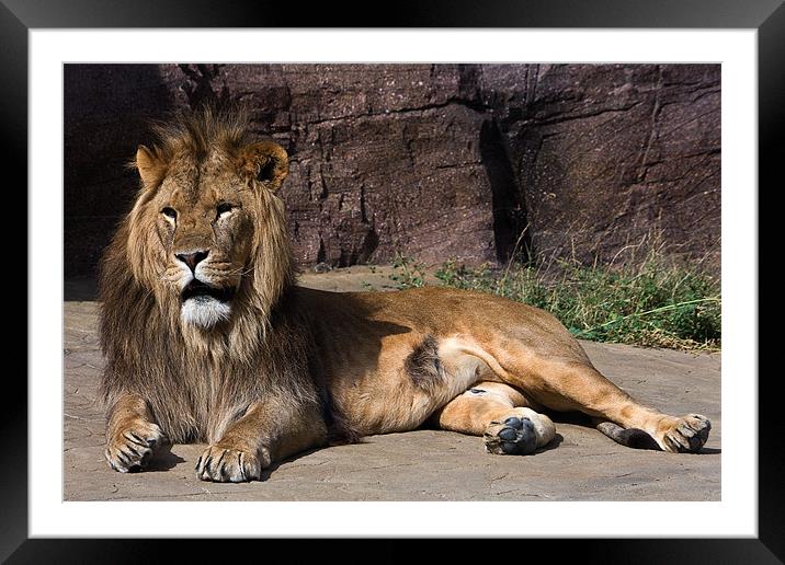 Reclining lion Framed Mounted Print by Roy Scrivener