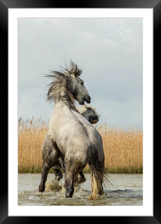 Stallions fighting  Framed Mounted Print by Ruth Baldwin