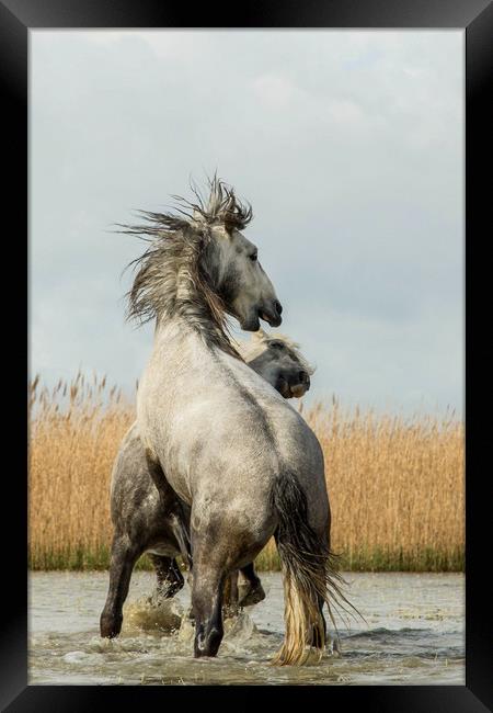 Stallions fighting  Framed Print by Ruth Baldwin