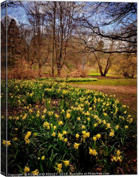"Daffodils at Thorp Perrow" Canvas Print by ROS RIDLEY