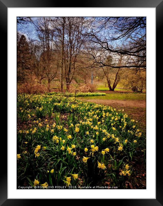 "Daffodils at Thorp Perrow" Framed Mounted Print by ROS RIDLEY