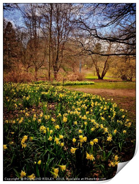 "Daffodils at Thorp Perrow" Print by ROS RIDLEY