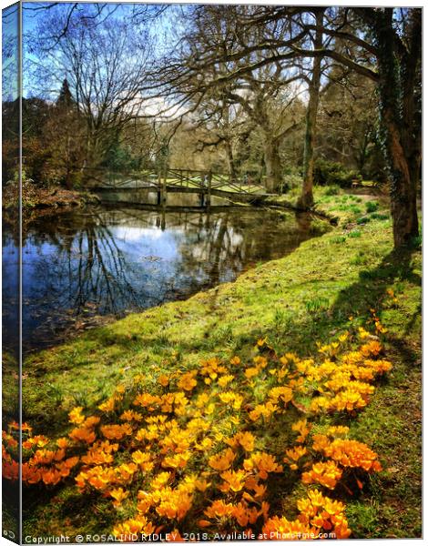 "Crocuses in Tree reflections" Canvas Print by ROS RIDLEY