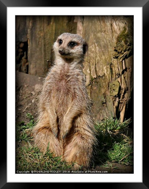 "The Sad Meerkat" Framed Mounted Print by ROS RIDLEY