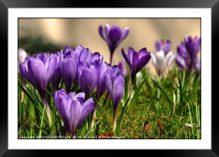 "Purple Crocuses" Framed Mounted Print by ROS RIDLEY