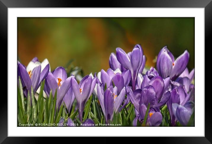 "Purple Crocuses 2" Framed Mounted Print by ROS RIDLEY