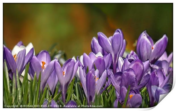 "Purple Crocuses 2" Print by ROS RIDLEY