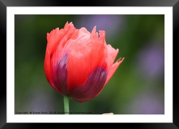 Lone Poppy Framed Mounted Print by Susan Snow