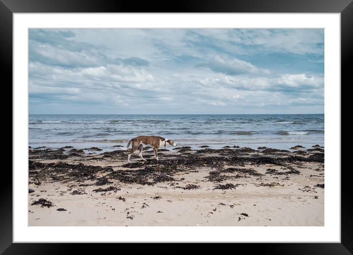 Borzoi stalking Alnmouth Beach Framed Mounted Print by Jean Gill