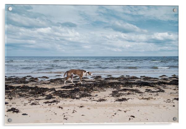 Borzoi stalking Alnmouth Beach Acrylic by Jean Gill