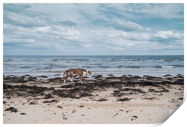 Borzoi stalking Alnmouth Beach Print by Jean Gill
