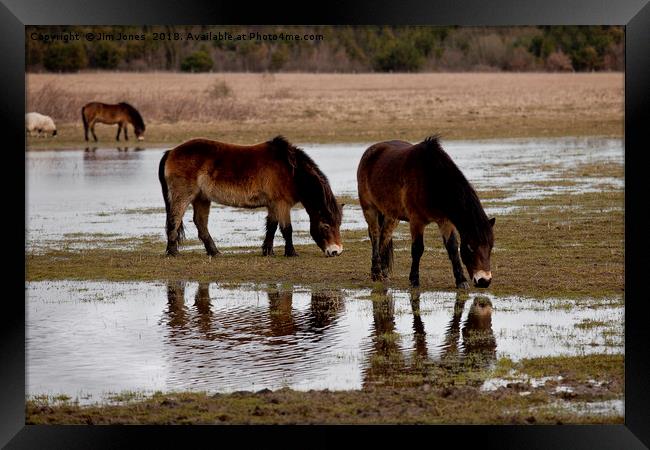 Thirsty horses Framed Print by Jim Jones