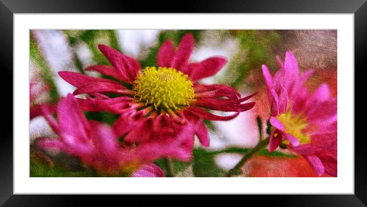 flora Framed Mounted Print by sue davies