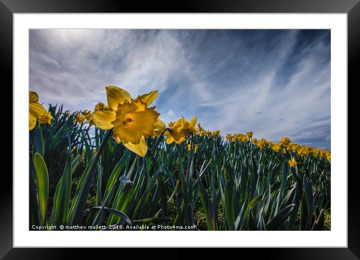 Sunny Daffodil Changing Weather Framed Mounted Print by matthew  mallett