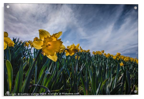 Sunny Daffodil Changing Weather Acrylic by matthew  mallett