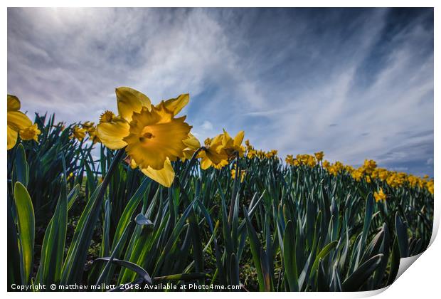 Sunny Daffodil Changing Weather Print by matthew  mallett