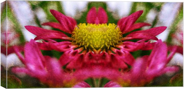 dancing flower Canvas Print by sue davies