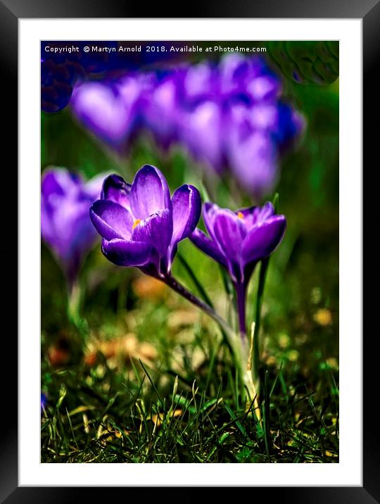 Spring Crocus Framed Mounted Print by Martyn Arnold