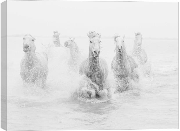 White Horses of the Carmargue mono Canvas Print by Ruth Baldwin