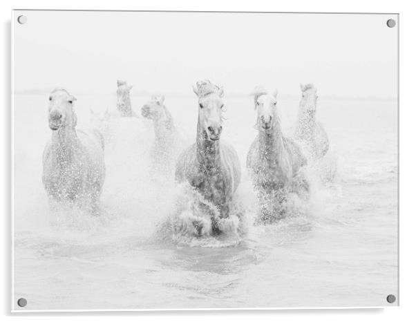 White Horses of the Carmargue mono Acrylic by Ruth Baldwin