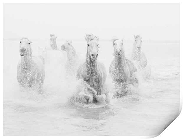 White Horses of the Carmargue mono Print by Ruth Baldwin