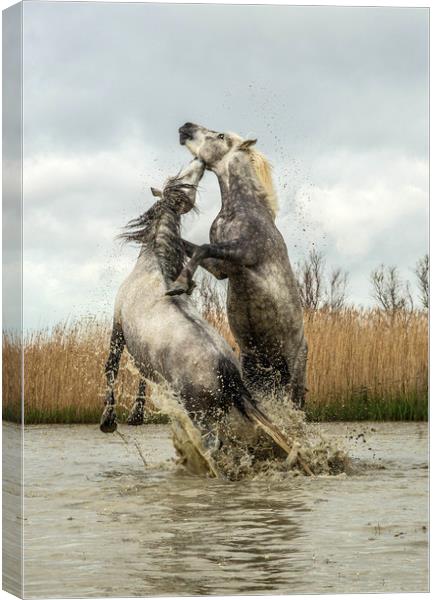 Stallions fighting Carmargue Canvas Print by Ruth Baldwin