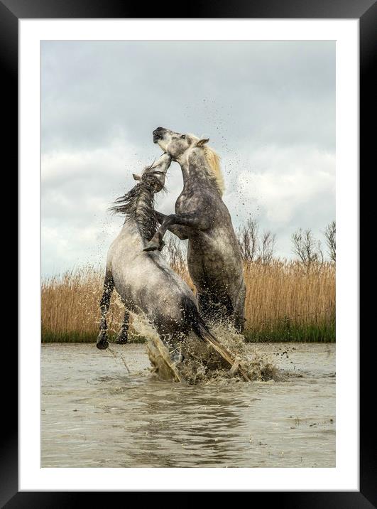 Stallions fighting Carmargue Framed Mounted Print by Ruth Baldwin
