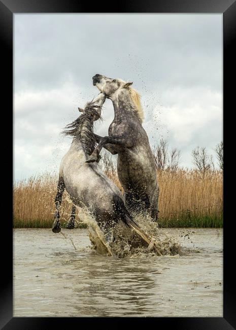 Stallions fighting Carmargue Framed Print by Ruth Baldwin