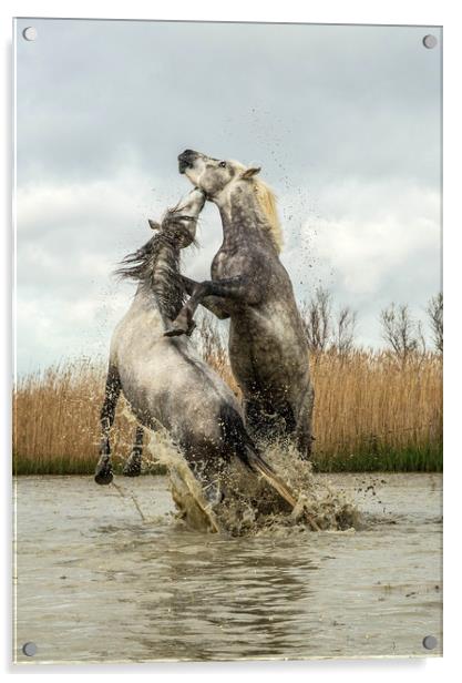 Stallions fighting Carmargue Acrylic by Ruth Baldwin
