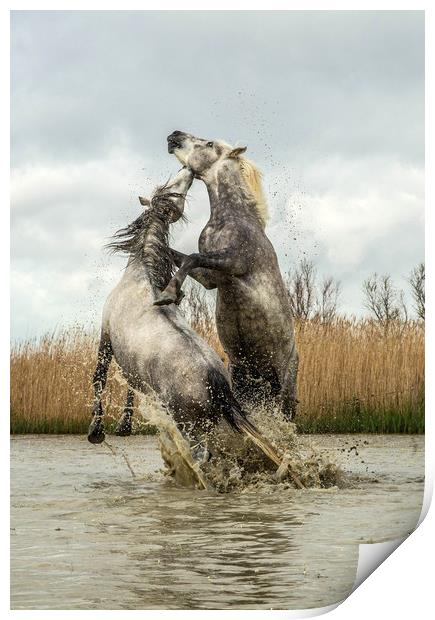 Stallions fighting Carmargue Print by Ruth Baldwin