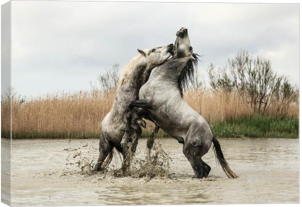 Stallions play fighting Carmargue Canvas Print by Ruth Baldwin