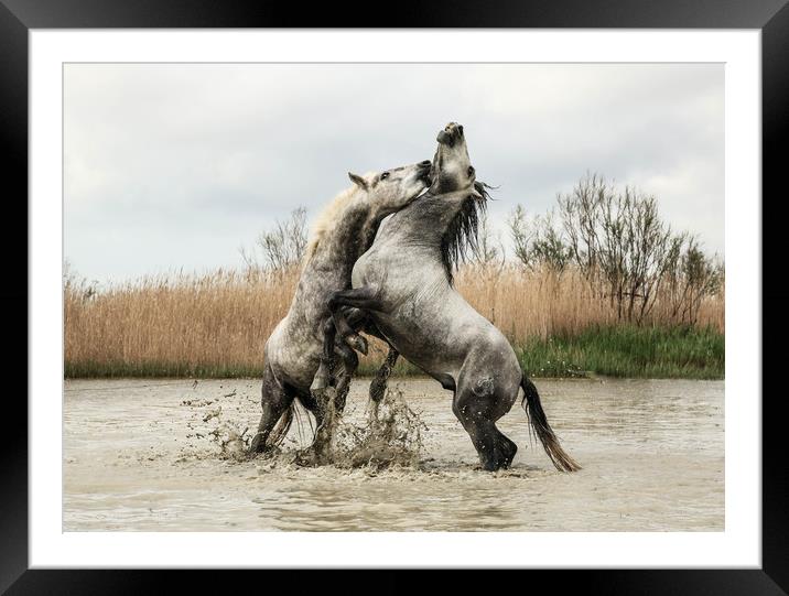 Stallions play fighting Carmargue Framed Mounted Print by Ruth Baldwin