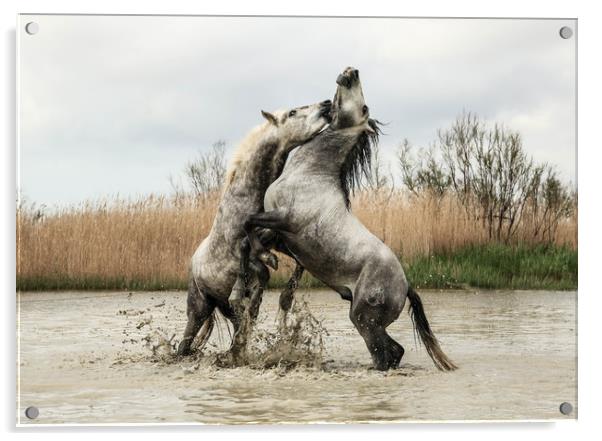 Stallions play fighting Carmargue Acrylic by Ruth Baldwin
