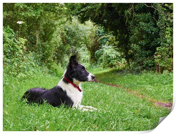 Alert Border Collie  Print by Donnie Canning