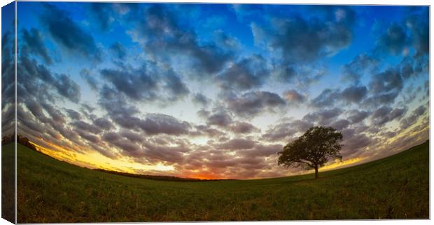 Tree at a fisheye sunset. Canvas Print by Donnie Canning
