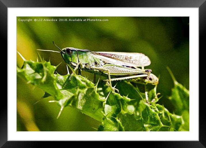 Green Grasshopper  Framed Mounted Print by LIZ Alderdice