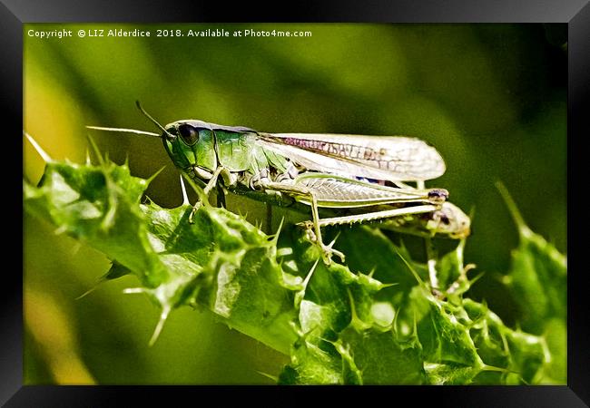 Green Grasshopper  Framed Print by LIZ Alderdice