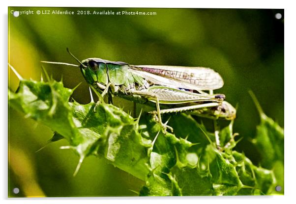 Green Grasshopper  Acrylic by LIZ Alderdice