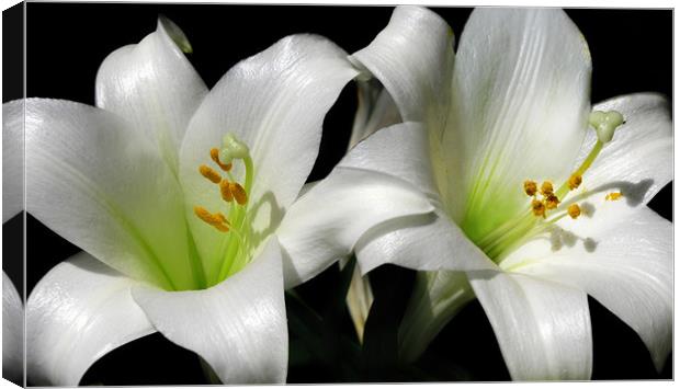 Lilies Canvas Print by Mary Lane