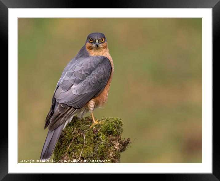 Sparrowhawk Framed Mounted Print by Angela H