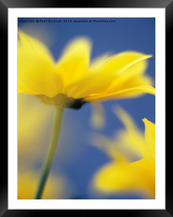 Soft Focus Yellow Chrysanthemums Framed Mounted Print by Pearl Bucknall