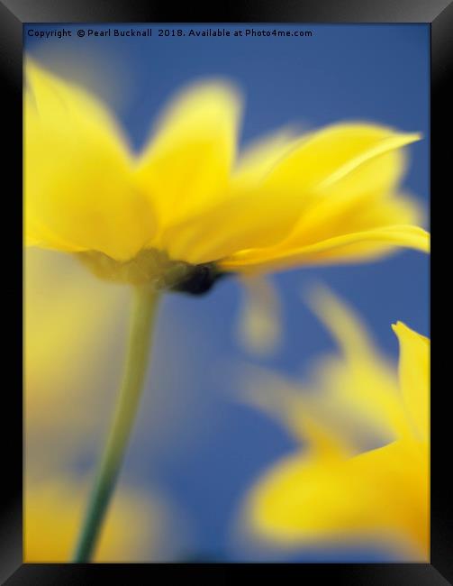 Soft Focus Yellow Chrysanthemums Framed Print by Pearl Bucknall