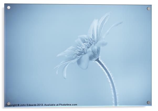 Anemone blanda Cyanotype Acrylic by John Edwards